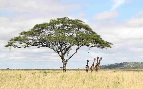 塞伦盖蒂国家公园（坦桑尼亚）