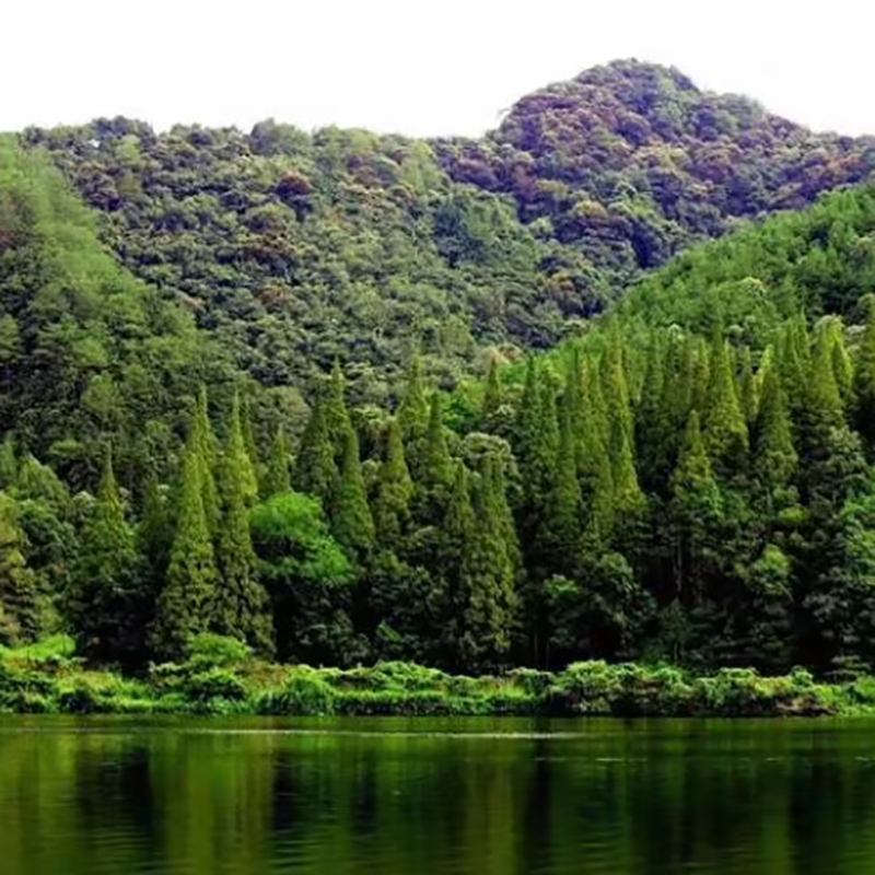 国内最值得去的十大森林公园盘点