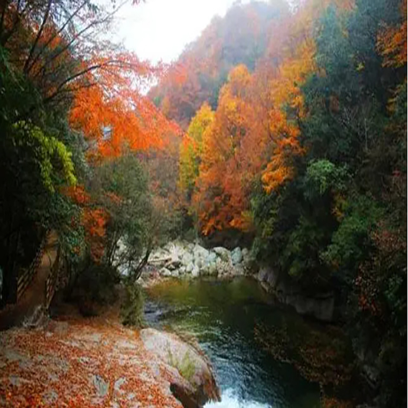 重庆十大秋季旅游景点 重庆秋天看枫叶去哪里最好 重庆秋天最美的地方
