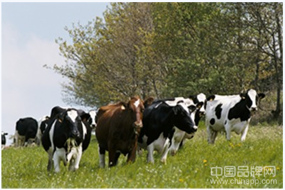 爱达力的国际品质基石：“牛奶之路”标准，法国索地雅制造