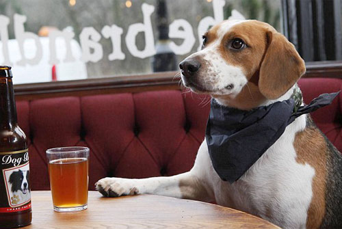 宠物狗啤酒 让你的爱犬狗也喝一杯