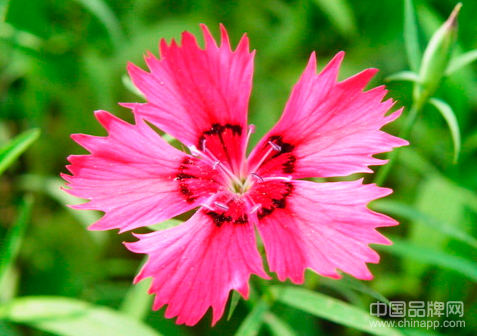 母亲节送什么花好