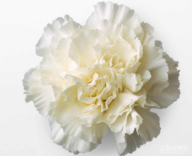 康乃馨有什么含义