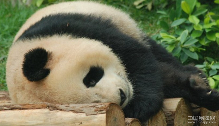 赠澳门的大熊猫心心于晚上8时18分死亡