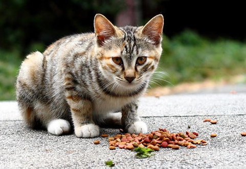 猫粮一次喂多少