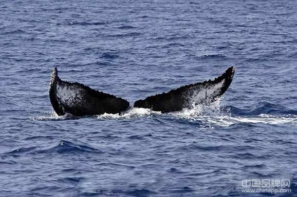冲绳之旅 乘风破浪去观鲸