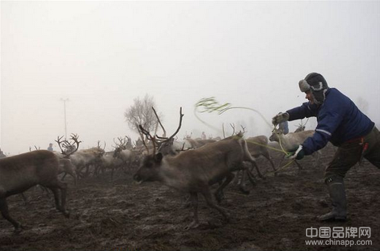 欧洲最后的土著 探秘芬兰驯鹿牧民原始生活