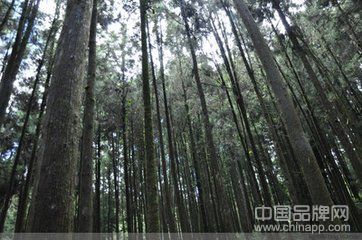 阿里山古木参天。新华社发