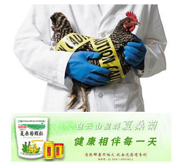 白云山星群夏桑菊：H5N6非新型禽流感病毒，预防是关键