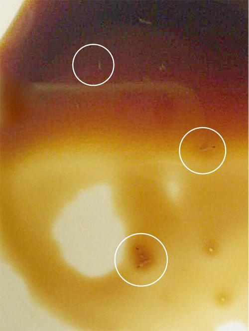 加加儿童酱油发现蛆虫在游动 或因保存不当造成1