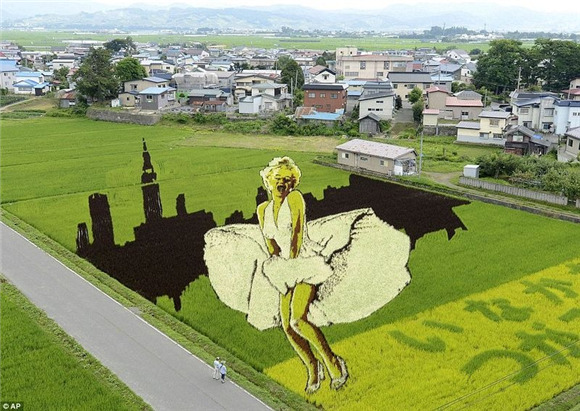 日本农民竟然用水稻来“作画”2