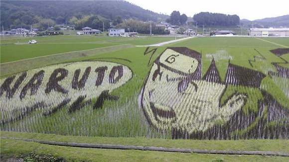 日本农民竟然用水稻来“作画”10