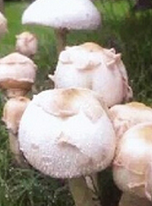 雨后草地上冒出的“萌菇” 厦门多人被毒菇“放倒”
