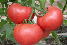 西红柿的做法：西红柿山药
