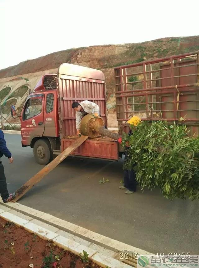 年关将至服务不止 椰枫生态专业服务为云南小区加分3