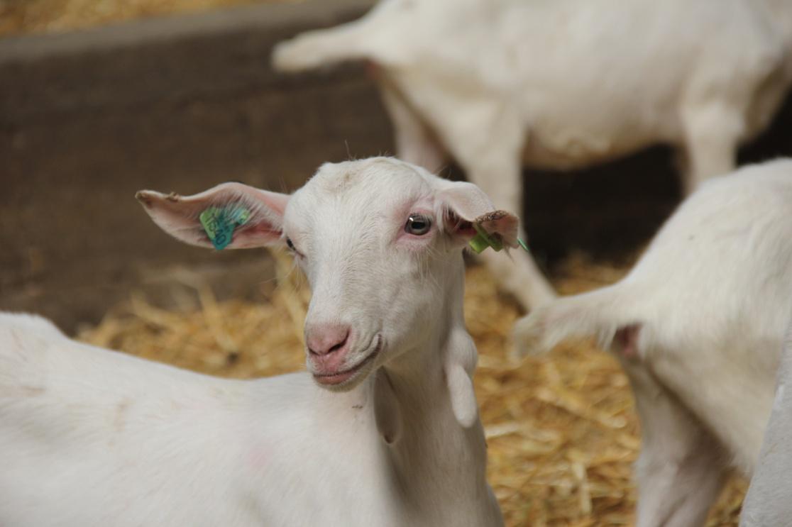 国内乳企全球布局羊奶源羊奶粉行业成待开发蓝海1