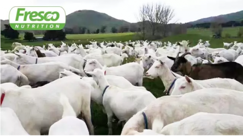 新西兰羊奶专家Fresco：因为专注，所以专业9