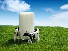 牛初乳和牛奶有什么区别