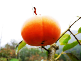 四川名特产——仙和甜柿