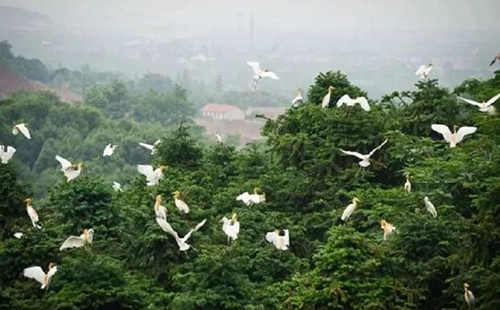 重庆九龙坡三多桥白鹭自然保护区