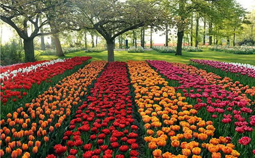 荷兰·库肯霍夫花园