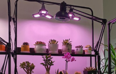 不同生長階段的植物對光照需求