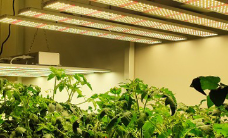 安全使用植物燈