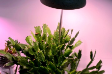 植物燈可能對(duì)人體產(chǎn)生的潛在影響