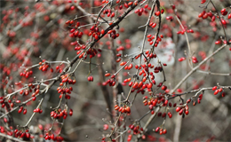 揭秘六味地黄丸中的“金牌守门员”