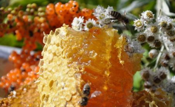 蜂王浆如何挑选 该如何食用呢