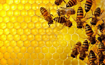 蜂胶什么 它有什么作用和功效