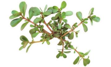 马齿苋的药用价值。