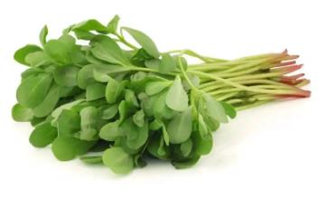 马齿苋能药用吗