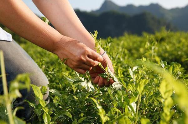 茅岩莓茶保健品