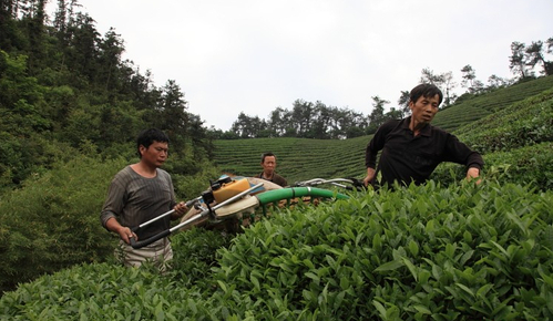 浙茶茶叶