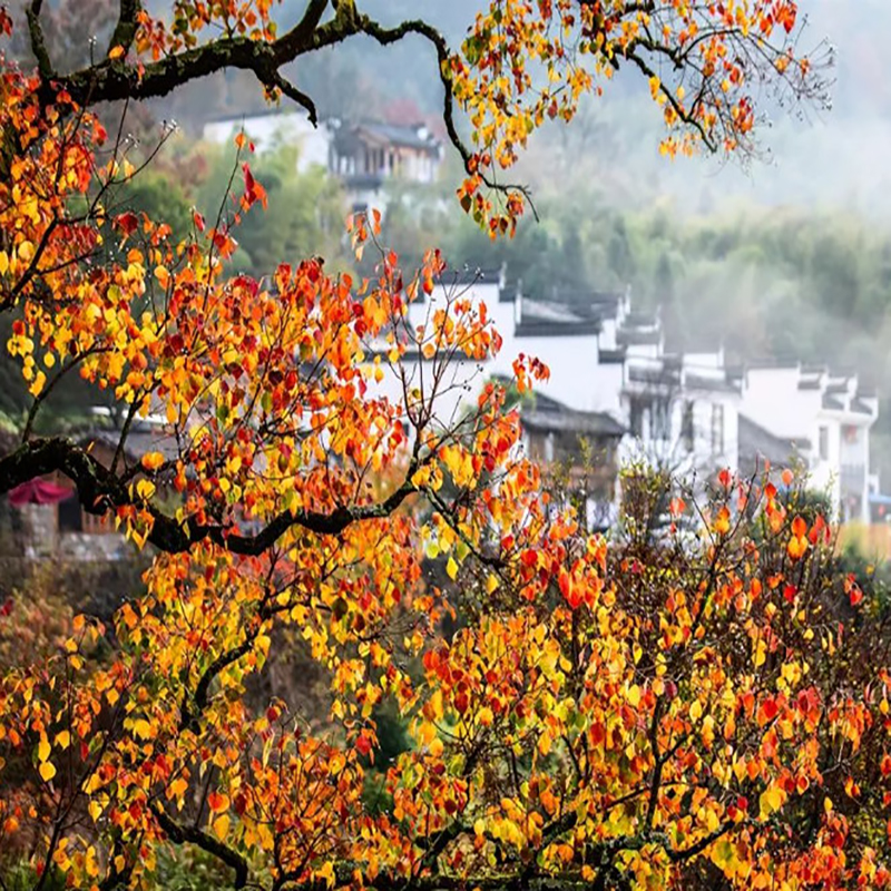 安徽十大秋季旅游景点 安徽秋季看红叶好去处 安徽秋天最美的地方