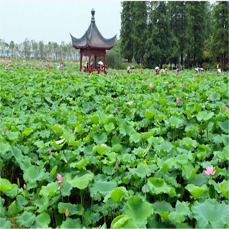 武汉十大赏荷花好去处