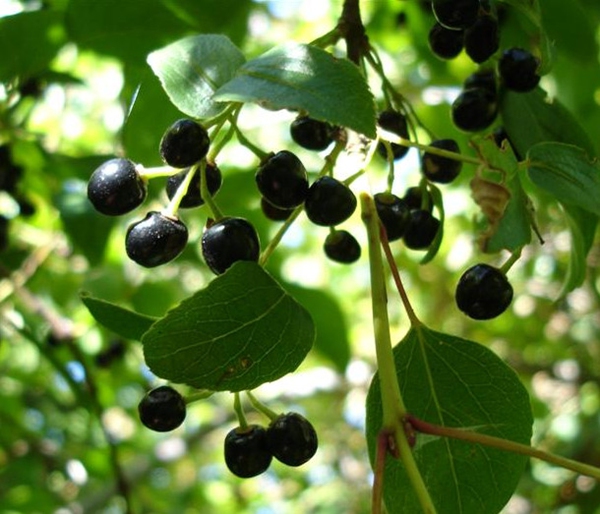 超级浆果「马基莓」的营养价值及抗糖化作用