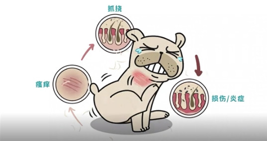 80%的皮肤病会伴有瘙痒 爱波克止痒药能帮助宠物轻松缓解