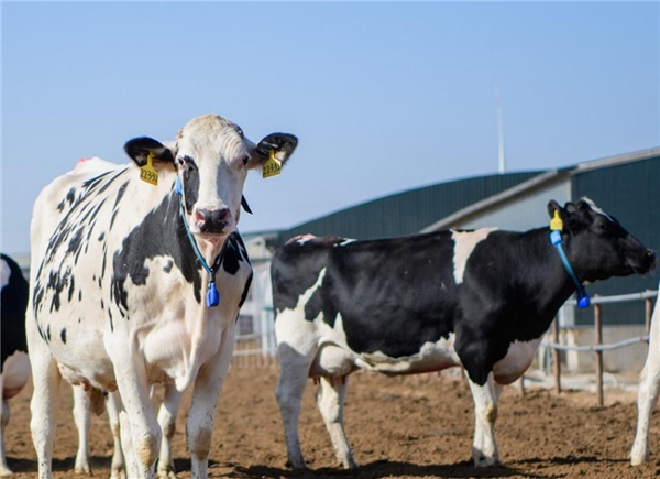 17611215462260746213082.jpg 2.jpg