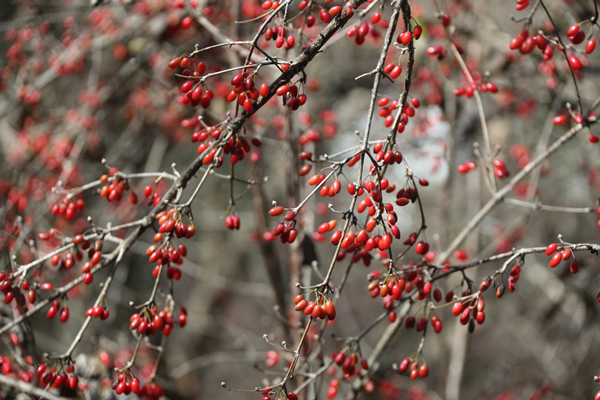 17642249073454953762965.jpg 1.JPG