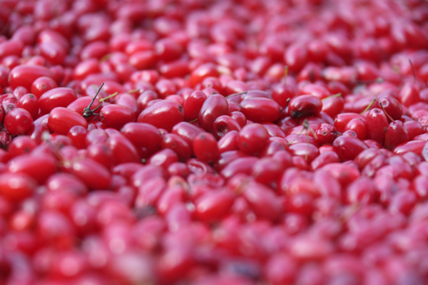 1764224975763600374199.jpg 5.JPG